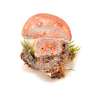 Hygrophorus russula mushroom