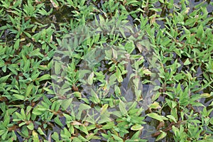 Hygroryza aristata, Poaceae