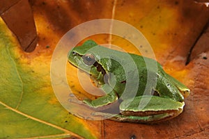 Hyla arborea (Green Tree Frog)