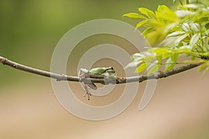 Hyla arborea - Green Tree Frog on a branch and on a reed by a pond. Tree frog in its natural habitat. Photo of wild nature