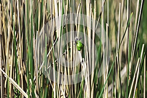 Hyla arborea - Green Tree Frog on a branch and on a reed by a pond. Tree frog in its natural habitat. Photo of wild nature