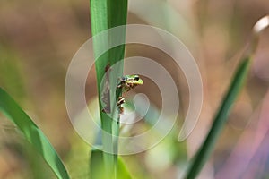 Hyla arborea - Green tree frog on a stalk. The background is green. The photo has a nice bokeh. Wild photo