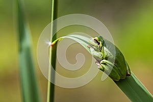 Hyla arborea - Green tree frog on a stalk. The background is green. The photo has a nice bokeh. Wild photo