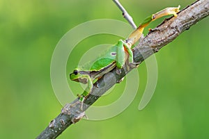 Hyla arborea - Green tree frog on a stalk. The background is green. The photo has a nice bokeh. Wild photo