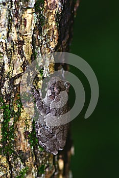 Hyla chrysoscelis