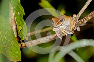 A Hyla Frog on a branch
