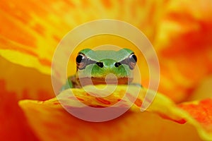 Hyla frog in yelow and orange flower contrast photo