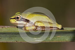 Hyla meridionalis Mediterranean tree frog beautiful immature specimens of this small tree frog perched on Asphodelus leaves in a