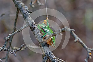 Hyla orientalis