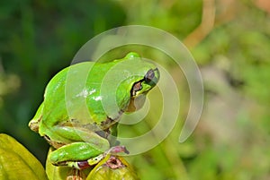 Hyla (tree toad) 13