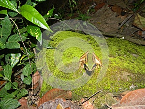 hylarana frog on a mossy rock green