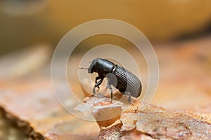 Hylastes bark beetle on wood