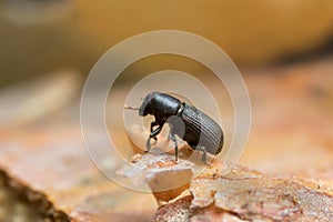 Hylastes bark beetle on wood photo