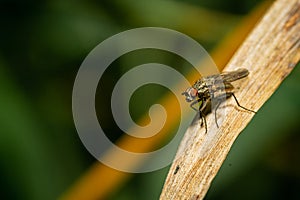 A hylemia fly on a leaf