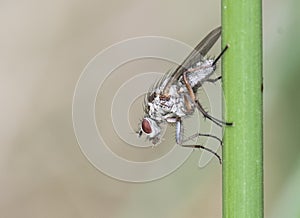 Hylemya sp Anthomidae genus of diptero or common fly in humid places