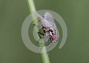 Hylemya species medium-sized fly perched on reed stem