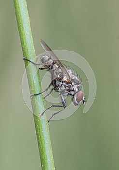 Hylemya species medium-sized fly perched on reed stem