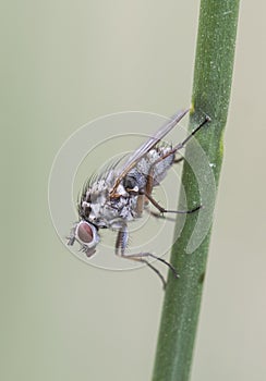 Hylemya species medium-sized fly perched on reed stem