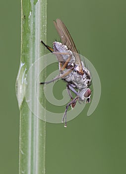 Hylemya species medium-sized fly perched on reed stem photo