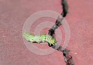 Hyles lineata caterpillar