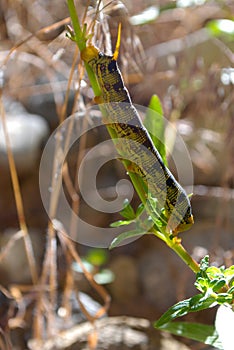 Hyles lineata larva