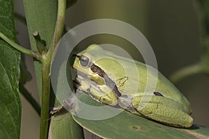 Hylidae in the sheet cane photo