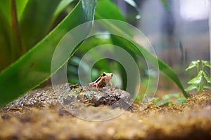 The Hylidae or the tree frog photo