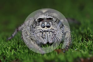Hyllus diardi Jumping Spider on the green mossy