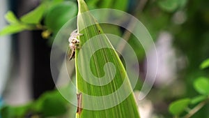 Hyllus giganteus spider catches its prey