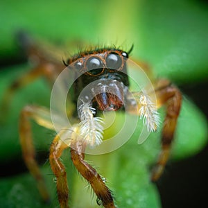 Hyllus keratodes a member of Jumping Spiders Family Salticidae