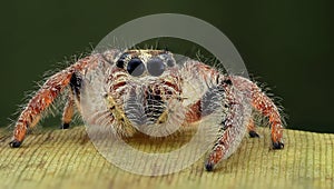 Hyllus spider potrait