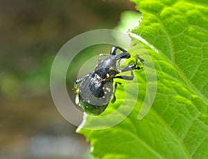 Hylobius abietis photo