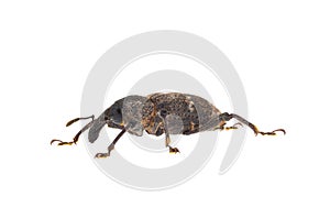 Large pine weevil isolated on white background, Hylobius abietis photo