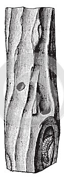 Hylobius abietis, vintage engraving photo