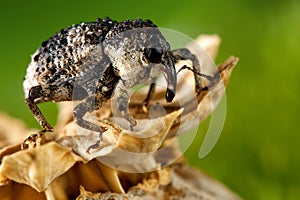 Hylobius bug and poppy head photo