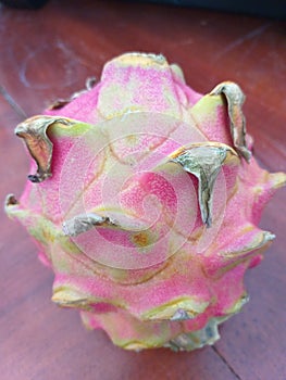 Hylocereus polyrhizus buah naga