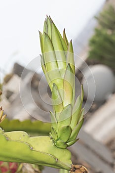 Hylocereus polyrhizus red-fleshed pitahaya plant of the cactus group with an intense red fruit when cut with black seeds