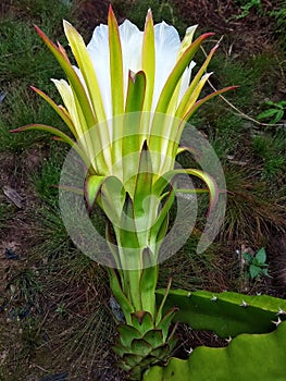 Hylocereus and Selenicereus