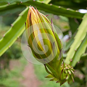 Hylocereus undatus (pitaya or dragon fruit).