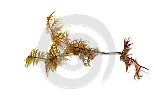 Hylocomium splendens