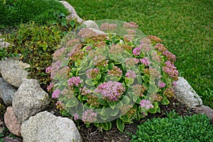 Hylotelephium spectabile blooms in October. Berlin, Germany