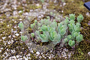 Hylotelephium spectabile flower