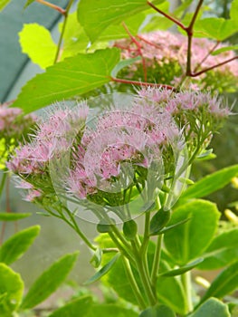 Hylotelephium spectabile formerly called Sedum spectabile, close-up