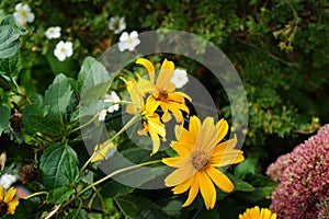 Hylotelephium spectabile and Heliopsis helianthoides bloom in September. Berlin, Germany