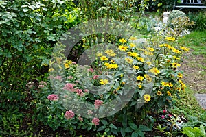 Hylotelephium spectabile and Heliopsis helianthoides bloom in September. Berlin, Germany