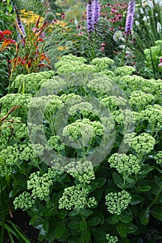 Hylotelephium spectabile `Indian Chief`  Sedum `Herbstfreude` in the flowers garden