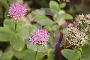 Hylotelephium spectabile pink flowers