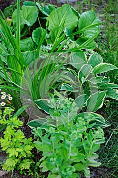 Hylotelephium spectabile Sedum planted with hosta, daylily and other perennials