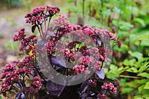 Hylotelephium spectabile Sedum `Purple Emperor` photo