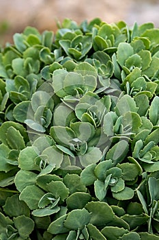 Hylotelephium spectabile or Sedum spectabile green leaves in the garden design